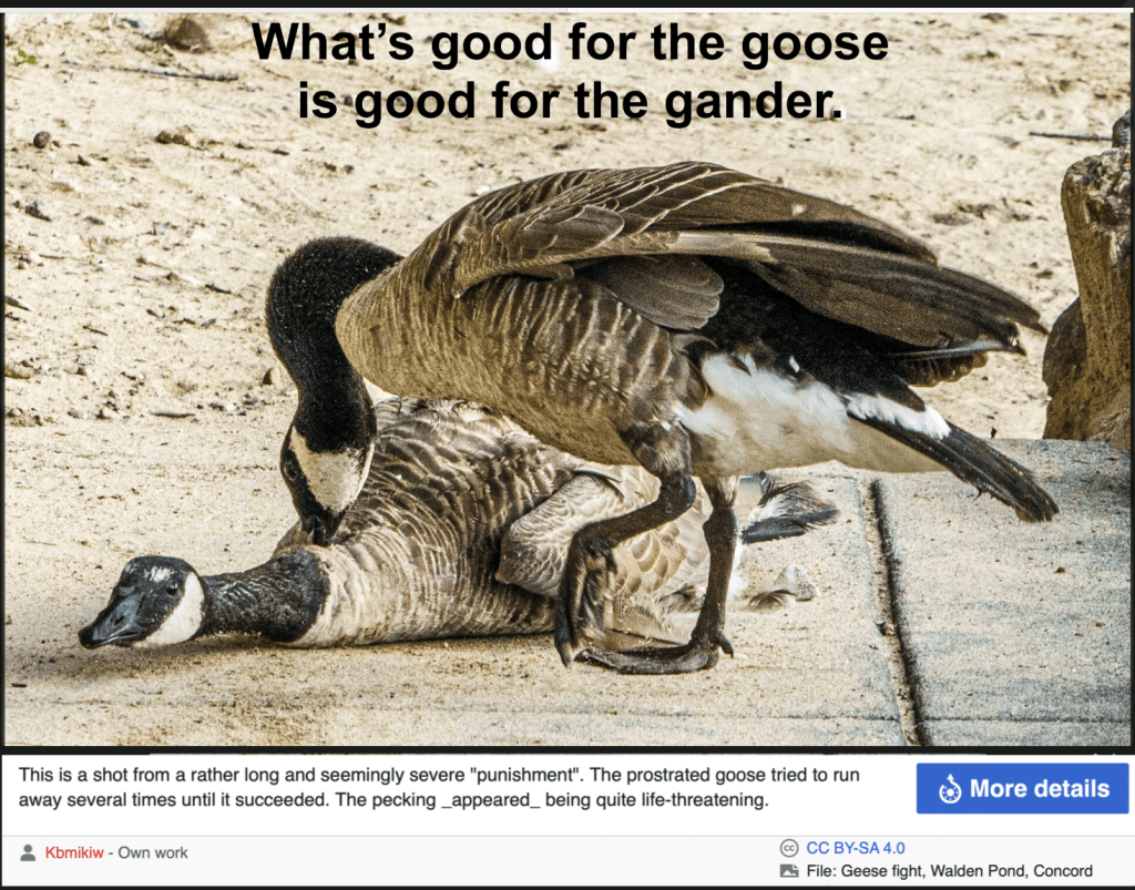 Shows one goose attacking another representing Trump mocking Biden for slips after he also made a similar one.
